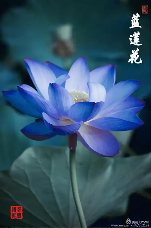 蓝莲花