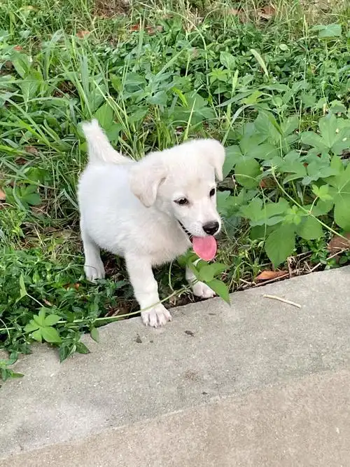 拉布拉多串串找领养