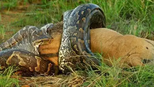 饥饿的老虎想吃蟒蛇,结果反被巨蟒缠死