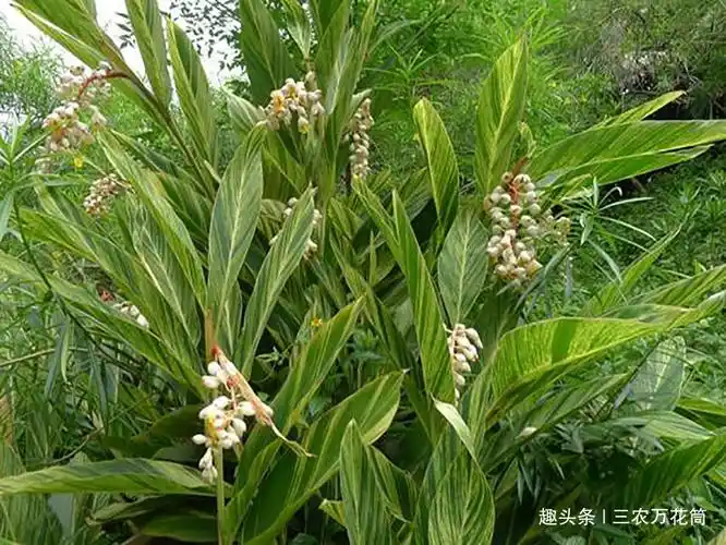 一种农村种植的姜类,经济价值一直在上涨,冬天有它好处多多