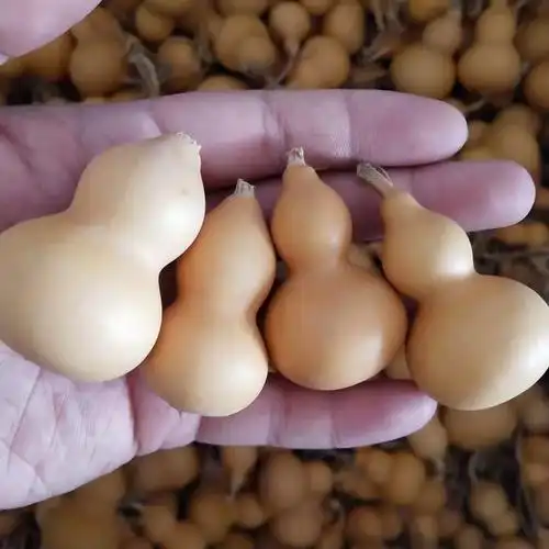 北京同仁堂原料 中药材葫芦整个葫芦葫芦壳抽葫芦非碎片有仁堂 100克