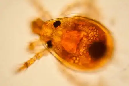 淡水池塘水浮游生物和藻类在显微镜下.池塘螨照片