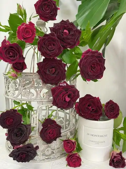 多头玫瑰泡泡紫罗兰