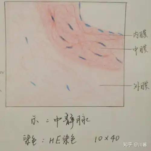 中静脉中动脉3.中动静脉观察玻片时,轴丘处染色更浅哦!2.