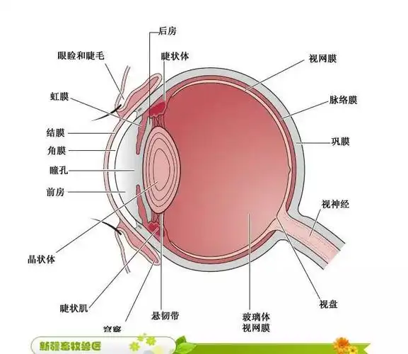 实用犬猫各部位解剖图