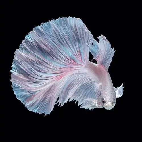 鱼的尾巴像什么(鱼的写真)