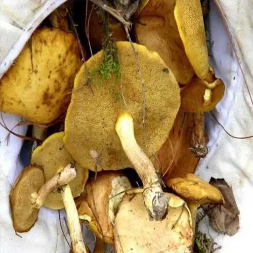 2021松蘑菇东北干货长白山饿子粘团子菌菇蛾子松蛾500g 250ghxm6881