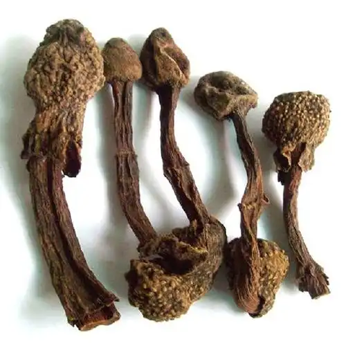 回春草不老草草苁蓉红冬蛇菰文王一支笔仙人头借母怀胎 250g包邮