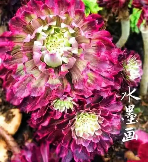 极致状态的"水墨画"法师多肉,有人说可以媲美牡丹,可惜太娇贵