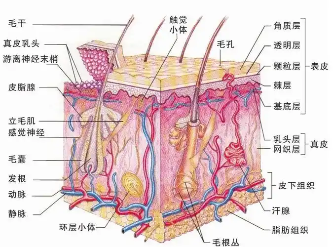 皮肤剖面图可见,当时的人们对未来的认知还是比较准确的.