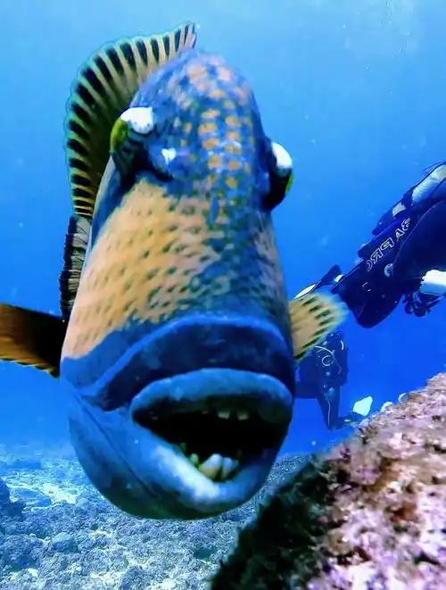 泰坦鱼有一口好牙齿