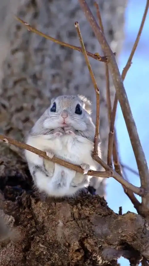 可爱的大眼睛飞鼠