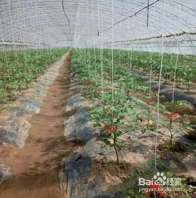 豆角搭架简易方法