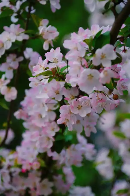 花语春风润海棠
