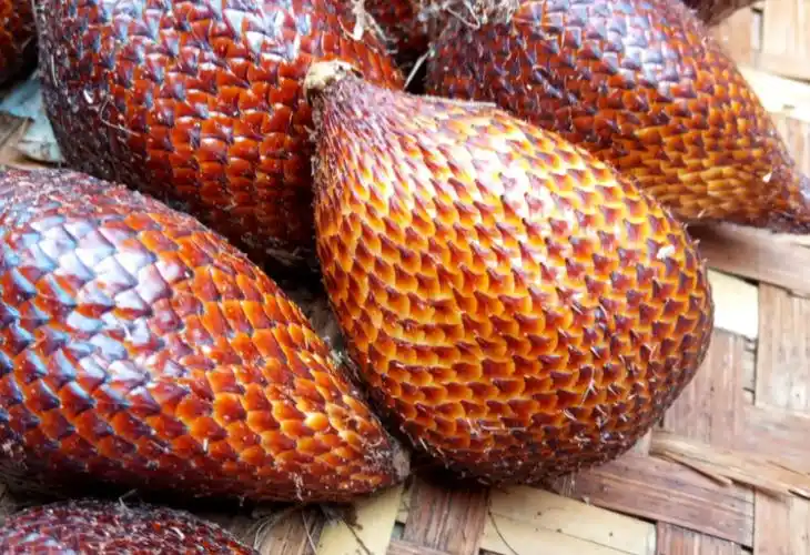 蛇皮果的功效与作用