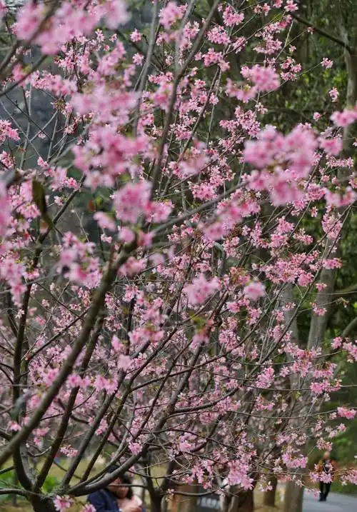 星湖樱花又开了!临时开放禾仙桥门口助大家快速入园→