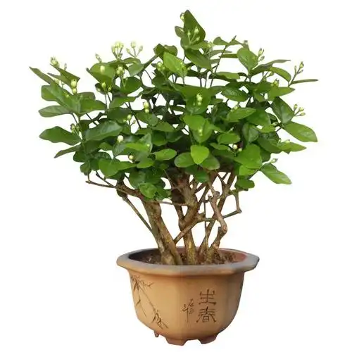 室内植物花卉小盆栽喜阴茉莉花树苗花苗浓香四季种易活老桩矮庭院