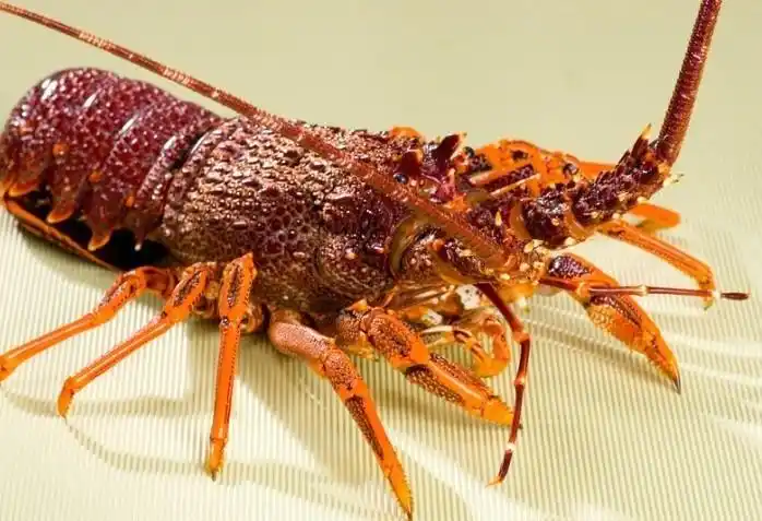 澳洲龙虾       澳洲龙虾属于名贵海水经济虾种,通体火红色,爪为金