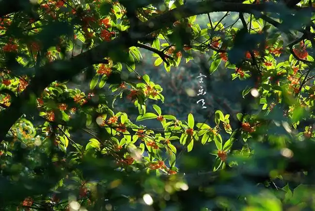 2016满陇桂雨公园桂花休闲节时间,门票及交通指南