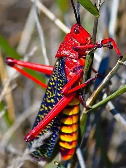 乳草蝗虫-会喷毒液的昆虫