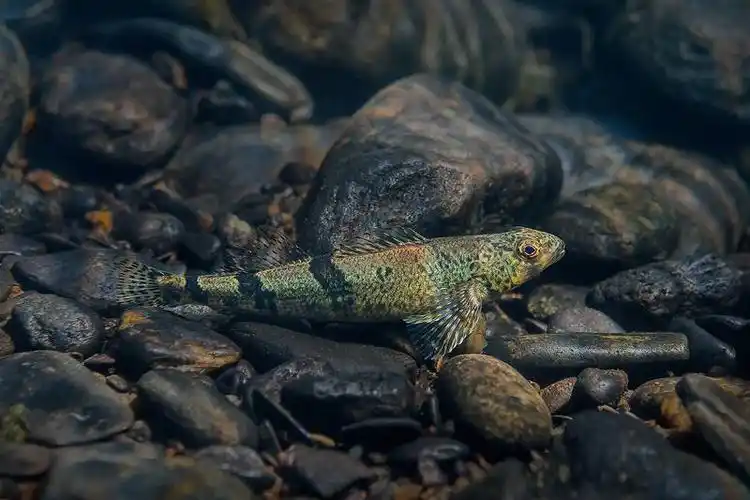 我爱摄影 - cta南美水族