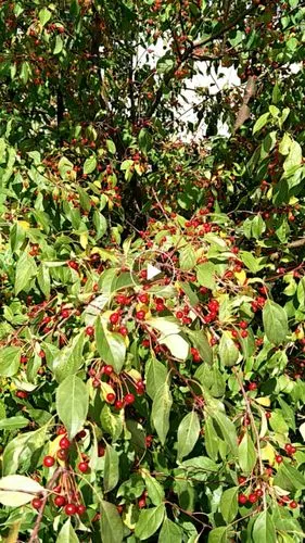 摇曳的山丁子树