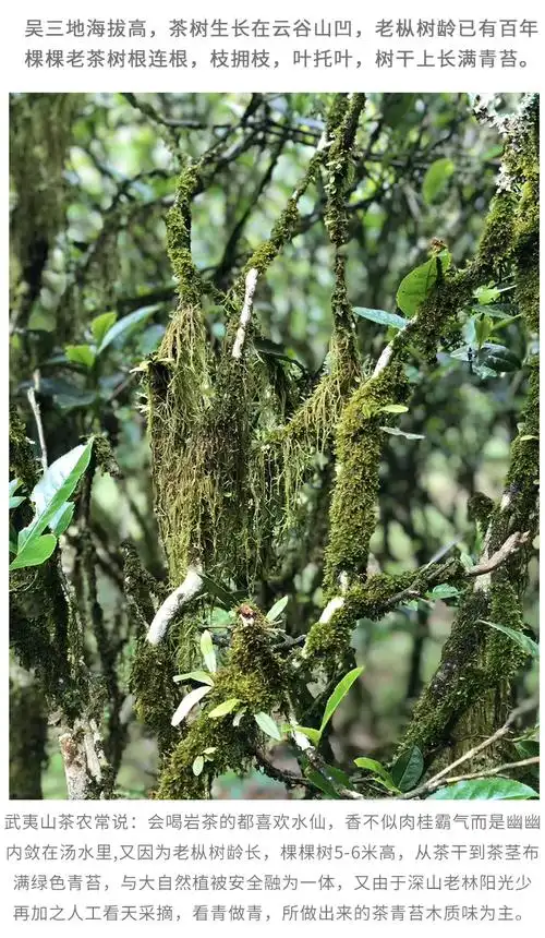 吴三地百年老枞水仙茶武夷山正岩老丛试喝装小样茶叶月积坑出品 25g【