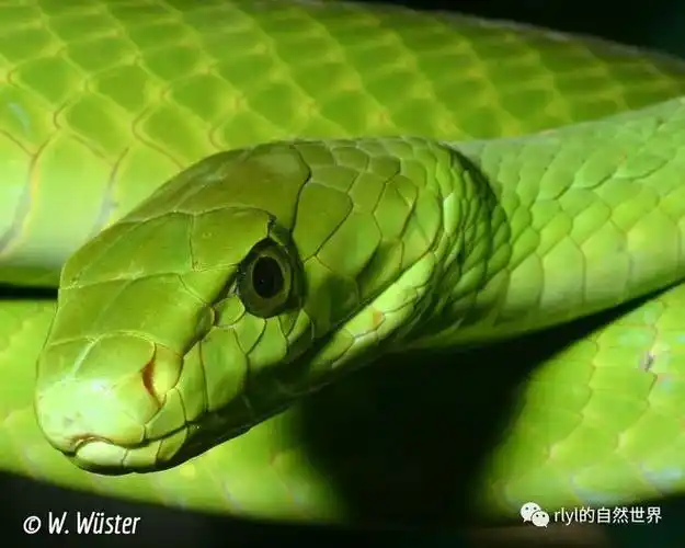rlyl物种说今日东部绿曼巴蛇easterngreenmamba