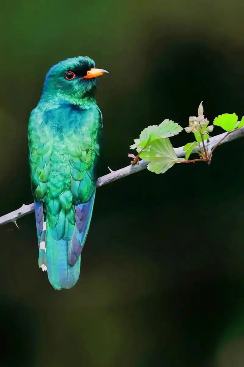 翠金鹃,永远看不厌!#原创摄影 #野生鸟类摄影 - 抖音