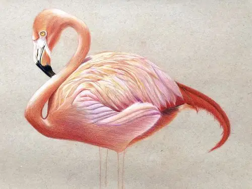 彩铅火烈鸟
