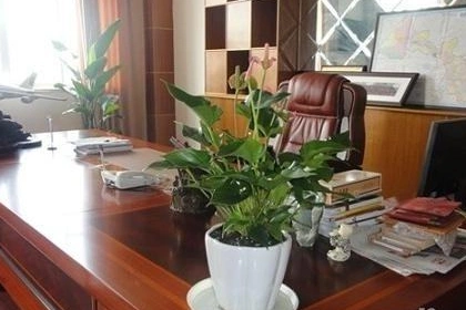 办公桌风水 适合老板桌上摆的植物有什么