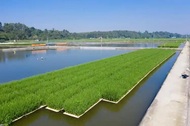 震惊!鱼塘种水稻,亩产高达1300多斤!