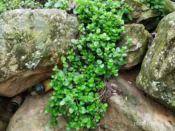 野生的薄荷