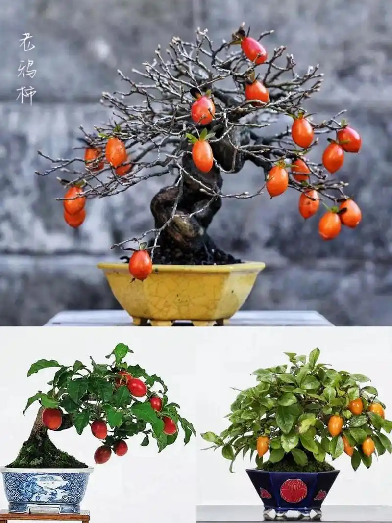 盆景|老鸦柿,柿柿如意 00 老鸦柿,也被称为山柿子,野柿子,丁香柿.