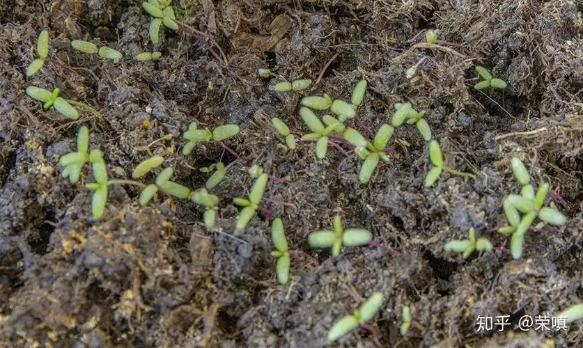 太阳花种植日记