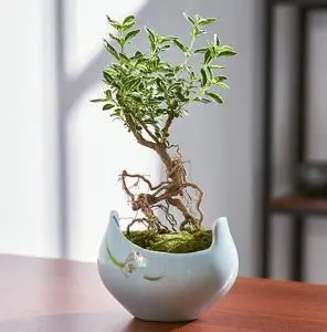 提根六月雪盆景 小叶悬崖六月雪老桩造型植物盆栽小苗铺送苔藓