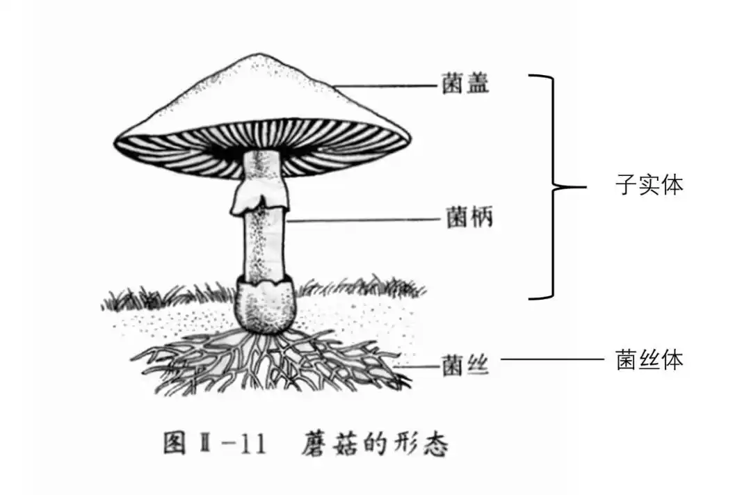 当一个蘑菇孢子飘飘荡荡到达一片新的土地,它会迅速在地下开始生长.