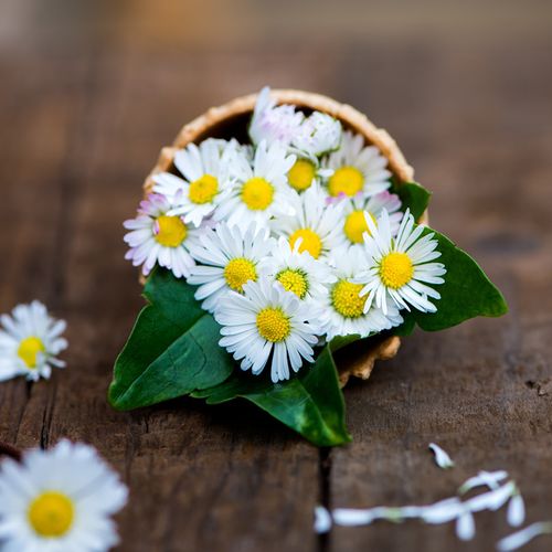 非常效果四季种子花卉盆栽花种除虫菊