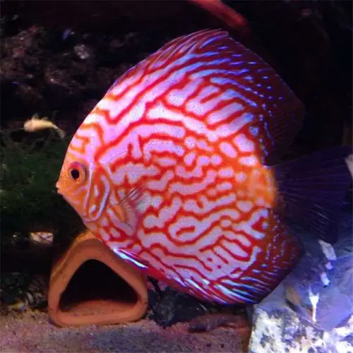 热带鱼观赏鱼淡水宠物鱼七彩神仙鱼渔场直销红富士水族活体鱼