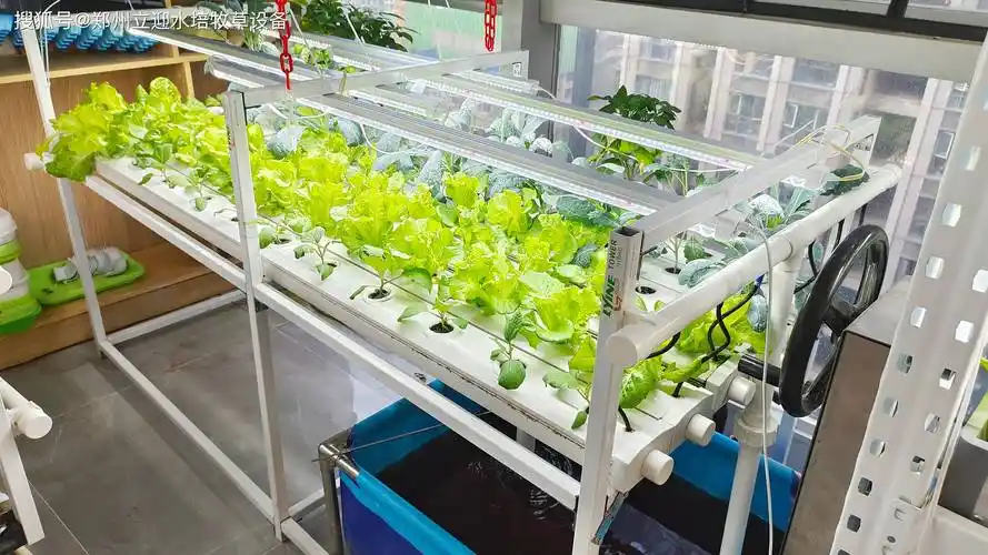 水培蔬菜在室内怎么种植?来看看这三种无土栽培方式!_系统_立柱_苗床