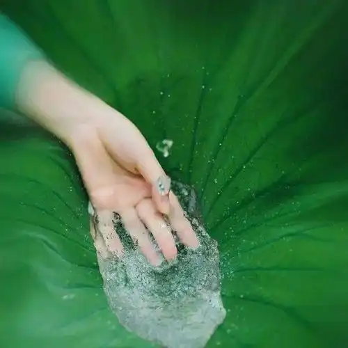 宁静淡然,一如莲