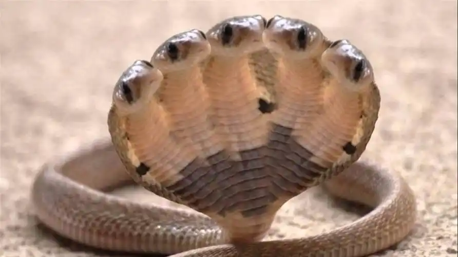 世界上长相最怪异的蛇,头上长角,五个脑袋!