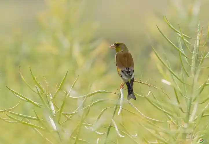 金翅雀 - 广西版 guangxi 鸟网