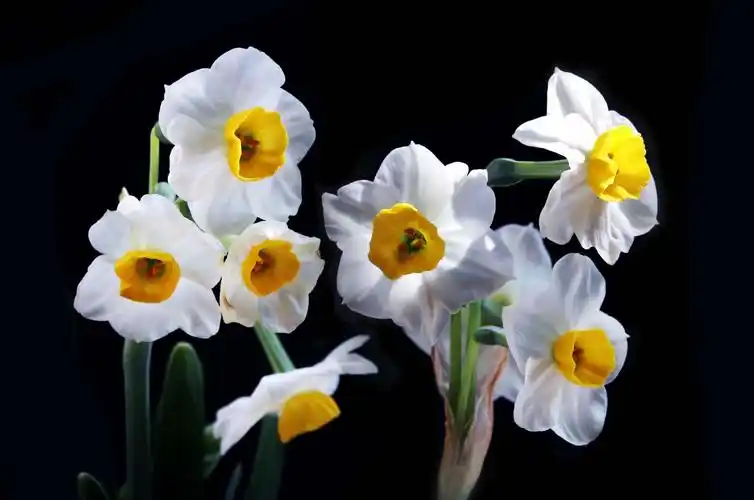 水仙花:冰晶玉洁,玲珑剔透,幽香沁心肺,秀丽悦神情!