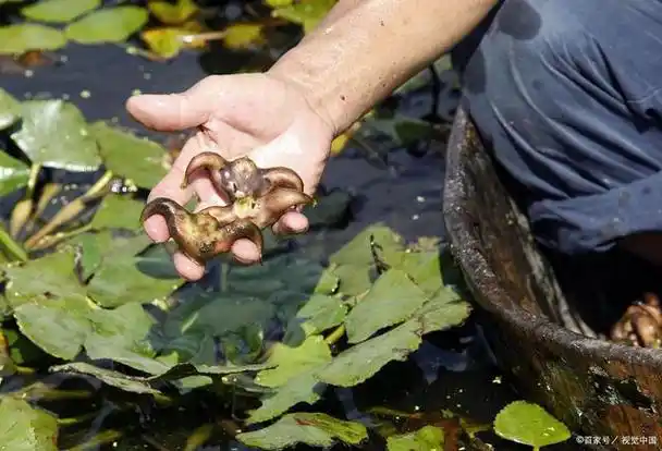 菱角,又称腰菱,水栗等,是一种生长在水中的植物.