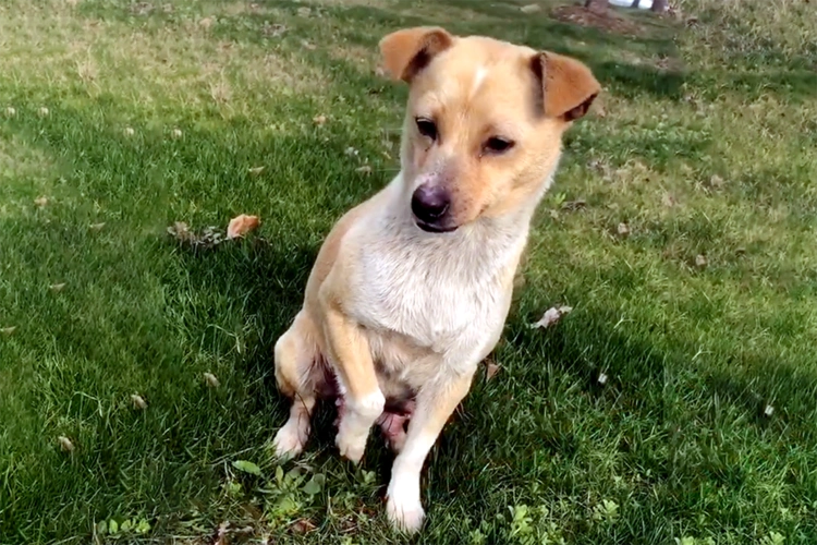 戏精狗妈妈装瘸行骗,骗来的食物竟不给小狗吃?