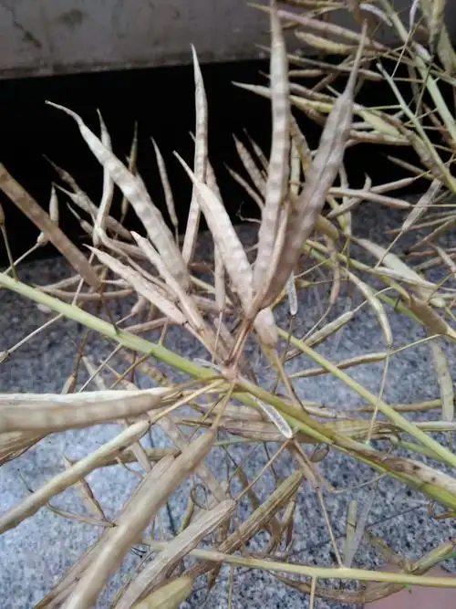 金黄的油菜果荚一簇簇互相依偎在一起.