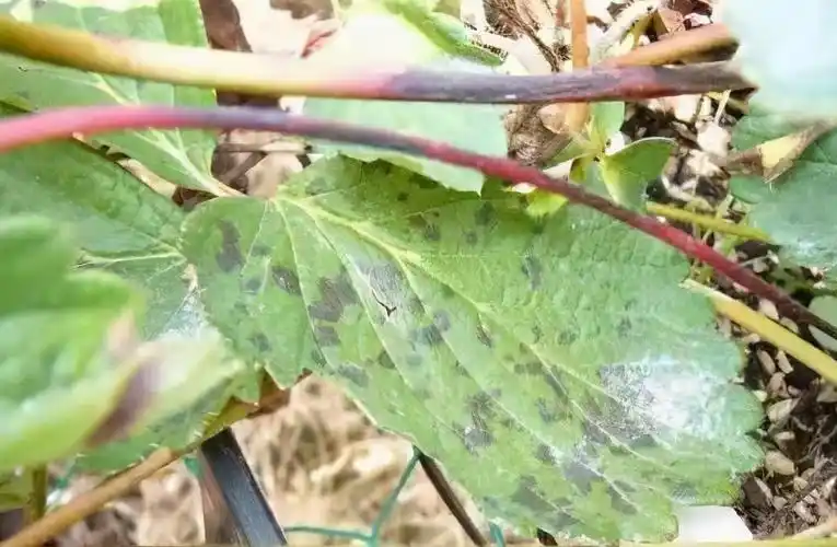 认识草莓常见叶部病害,学会防治
