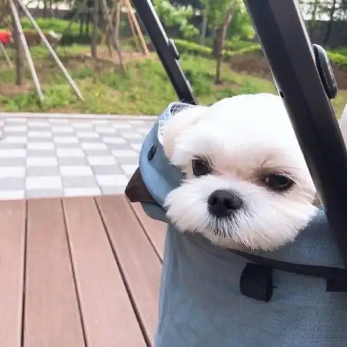 dbq金智秀,允许我们爬墙到月熊三秒钟