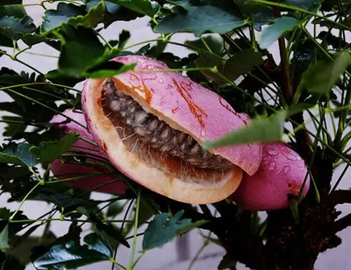 贵州山区特产野果野生八月瓜图